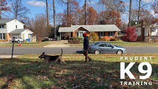 Prudent K9 Training - Sage - Leash Pressure