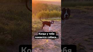 Амстафф и красивая прогулка 😍 #amstaff #собака #pitbull #красота  #амстафф #прогулка #природа