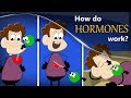 How do Hormones work?   more videos | #aumsum #kids #science #education #children