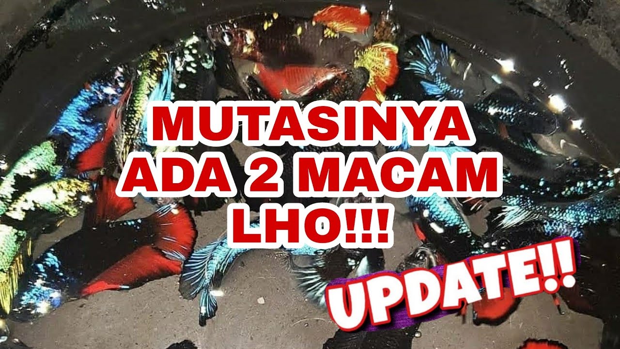 BAHAS MASALAH CUPANG AVATAR LAGI PART 2!!!