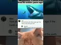Cat meme