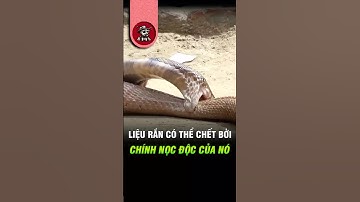 🐍 Rắn Tự Cắn Có Bị Chết Bởi Nọc Độc Của Chính Mình Không? | Kiến Sĩ #shorts #kiếnsĩ