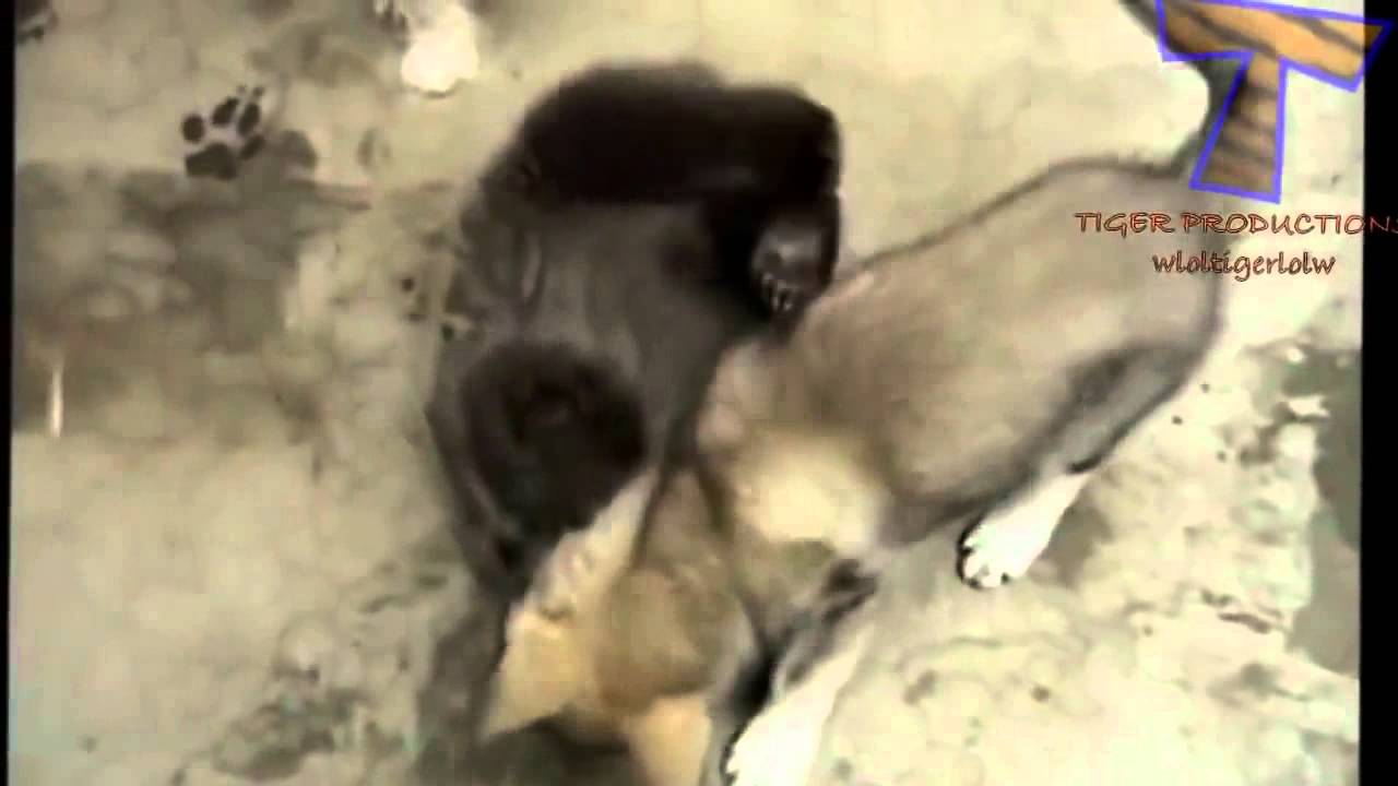 Even exotic animals can be pets - Unusual pets compilation - YouTube