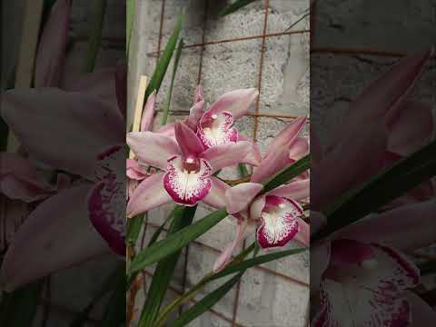 Video: ¿Las orquídeas cymbidium son tolerantes a las heladas?