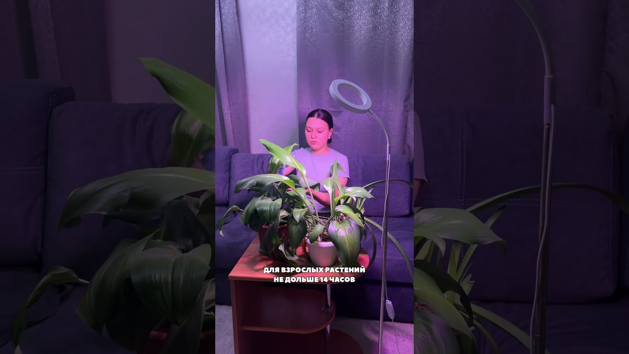 Как правильно использовать фитолампу