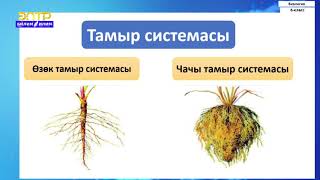 картинка: 6-класс | Биология |  Тамырдын өсүмдүк тиричилигиндеги жана адам үчүн мааниси