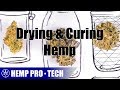 Drying and curing medicinal hemp