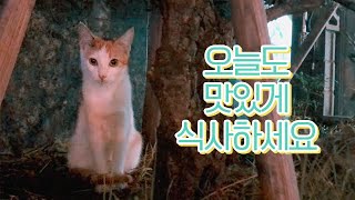 우리 동네 길냥이들 밥주기🍚 Hungry street cats by 너는내운냥 134 views 1 year ago 10 minutes, 20 seconds