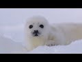 アザラシの赤ちゃんです、ボクは産まれたばかりなのでへその尾がついています。エビフライポーズをやっているうちに取れてなくなります。
