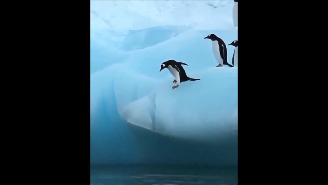 Spcial pingouin pas toujours malin