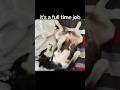 Full-time job: doing nothing… and I’m still tired 😭#shorts #husky #funnydog #doglife #relatable