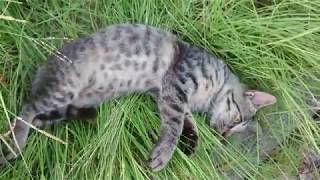 草のベットの上でくつろぐキジトラ野良猫