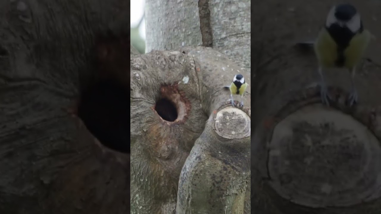 Great Tit checks out a potential nest hole