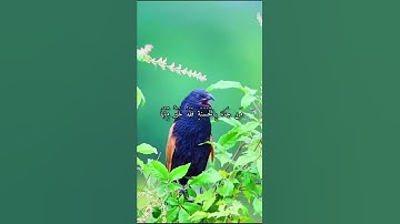 قرآن كريم القارئ عبدالله الموسى من سورة (النمل)