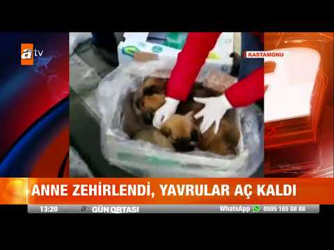 Video: Yavru Köpek Annesini Böbrek Bağışıyla Kurtardı