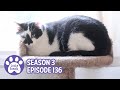 Cat Vomit On The Curtains, Hydrox’s Missing Fur, Don’t Run Over Dead Animals - S3 E136