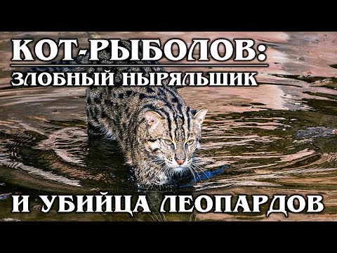 ВИВЕРРОВЫЙ КОТ (КОТ-РЫБОЛОВ): Хищный ныряльщик и настоящий рыболов | Интересные факты про кошек