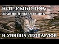 КОТ-РЫБОЛОВ (ВИВЕРРОВЫЙ КОТ): Агрессивный любитель рыбки с перепонками на лапах