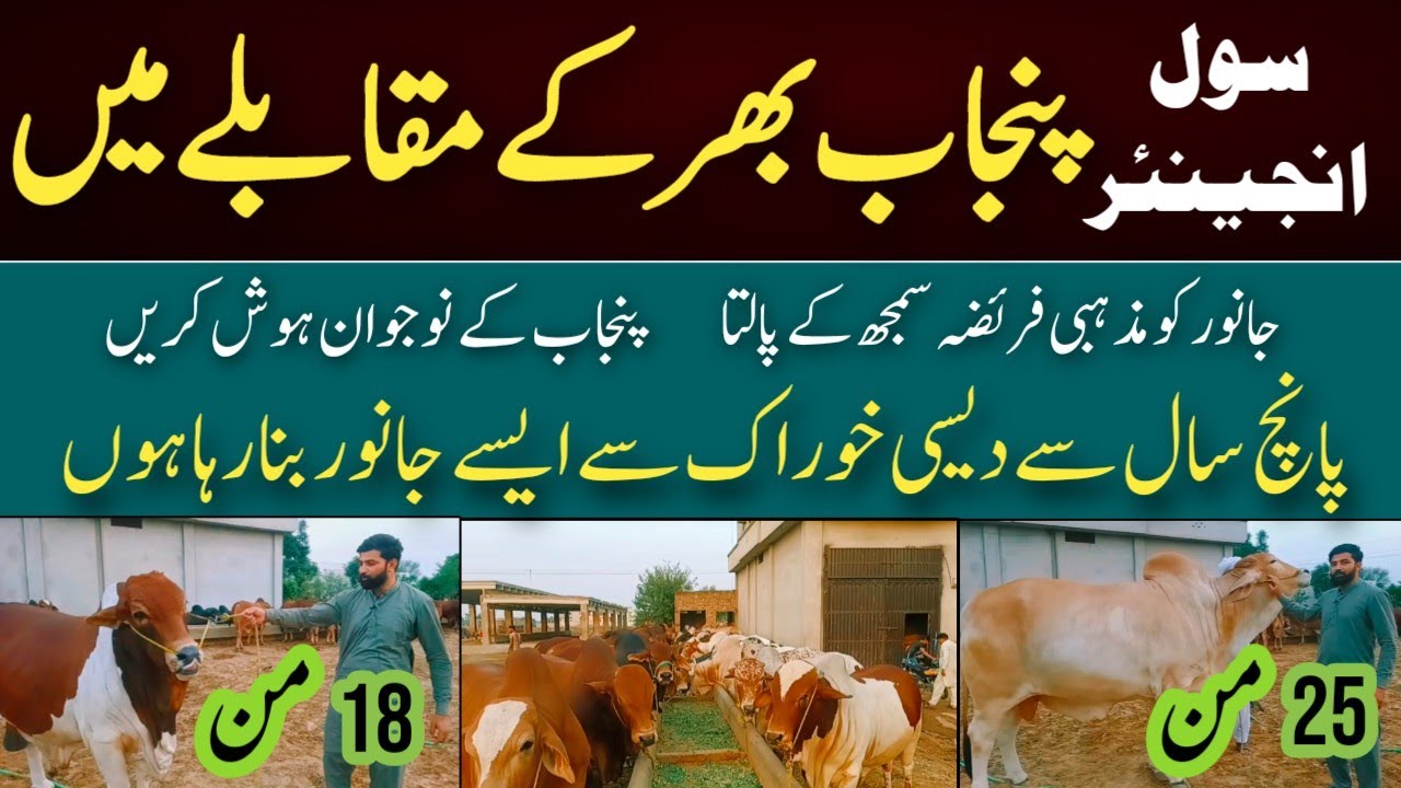 cattle fattening business plan in pakistan