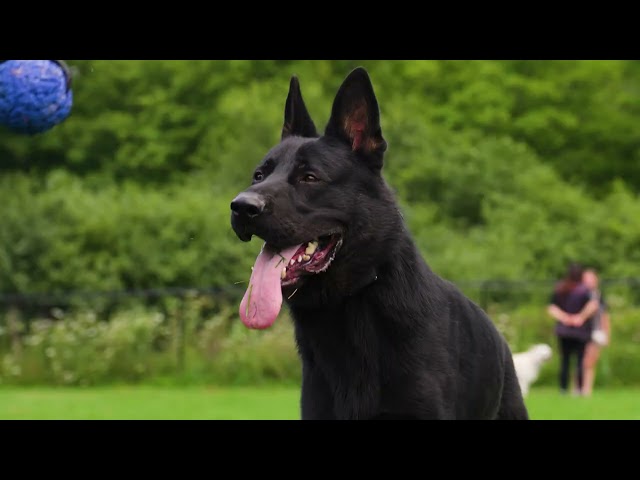 K9 Scar - He is HUGE 🦍😱
