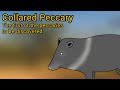 Collared Peccary. The first of the peccaries to be discovered.