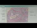 Histology Thymus