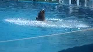 1564Tianjin Black Sea World Dolphin Show