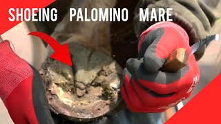 Shoeing Palomino Mare  -  RJF