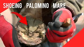 Shoeing Palomino Mare - Rjf