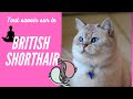Le british shorthair  le plus pacha des chats