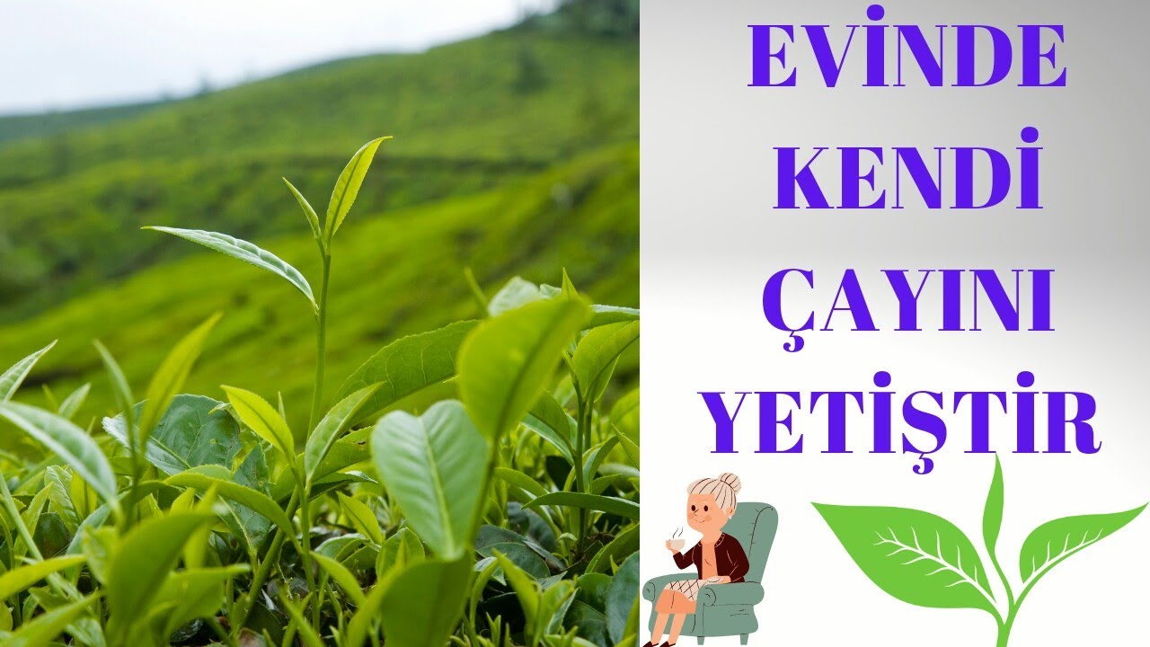 Прорастание семян чая || ВЫРАСТИТЕ СВОЙ ЧАЙ