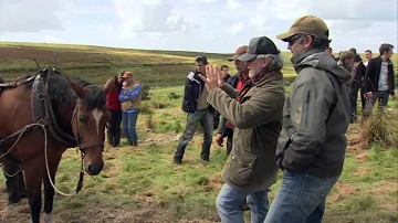 ¿Cuántos caballos murieron en el rodaje de War Horse?