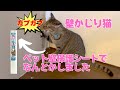 【商品レビュー】犬猫・ペット壁保護シートS PETP-02S