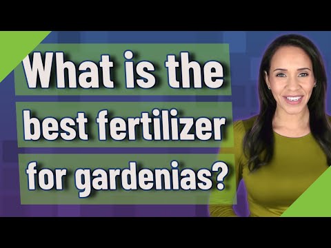 Video: Wat is een goede meststof voor gardenia's?