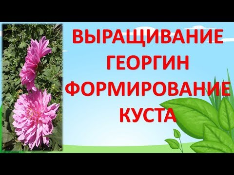 КАК ВЫРАЩИВАТЬ ГЕОРГИНЫ. Как сформировать куст георгина чтобы лучше цвел.