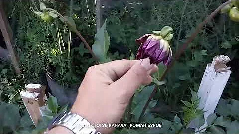КАК ВЫРАЩИВАТЬ ГЕОРГИНЫ. Как сформировать куст георгина чтобы лучше цвел.