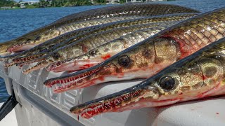 Florida Gar- Catch Clean Cook (Lake Ida, Florida)