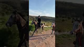 Ormanda Dörtnala At Koşturma. Nal Sesleri , Alparslan Büyük Selçuklu, Kuruluş Osman,