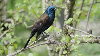 Common grackle | Birds video