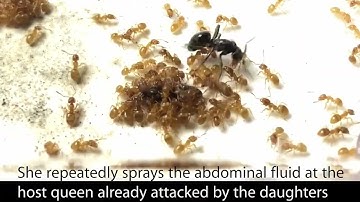 Arbeidsmaur lures til å angripe sin egen dronning