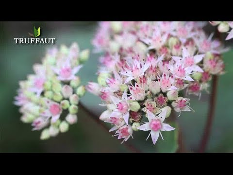 Vidéo: Couvre-sol De Sedum (36 Photos): Description Du Sedum Rampant Avec Des Pousses Rampantes, Plantation Et Entretien, Variétés Jaune Et Rouge