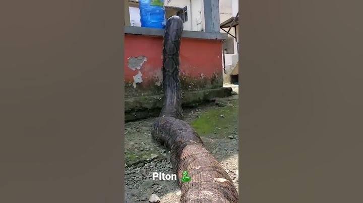 Le plus gros piton  #shorts #wildlife #piton #serpent #viral