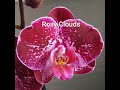 Подборка- каталог  из более 100 самых красивых орхидей.Ищем свою красавицу.( ч.4).