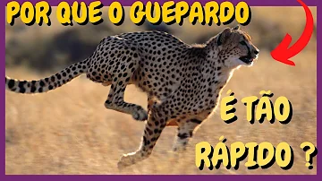 Qual a velocidade atingida por um guepardo?
