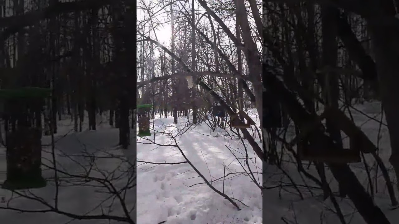 Пухляк. Буроголовая гаичка. #пухляк #гаичка #птица #синица #parusmajor