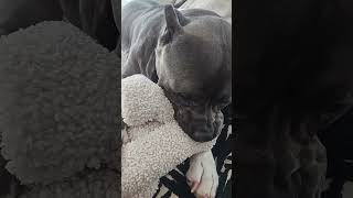 Dales Pillow/Blanket Biter 🐶 @CHUCKECHEESERANCH