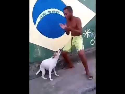 Танцующий пес из инстаграмма