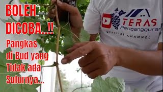 Pruning Varian Livia dan Sunny Dolce di Rooftop Teras Penganguran || Khusus Tambulapot Semua disini