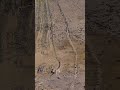 벼, 논 마른논 써레와 무론써레 포장전경, 벼 이앙상태 비교, 260605