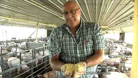 Drought Destroys Corn Crop: Global Ripple Effect